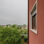 Canna Da Zucchero